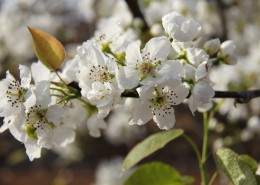 雪白的梨花图片大全
