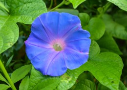 多彩的牵牛花图片