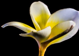 盛开的鸡蛋花图片