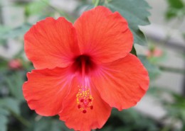 红色的蜀葵图片