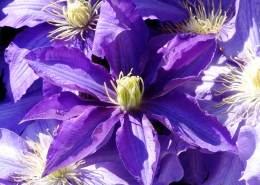 紫色的铁线莲图片