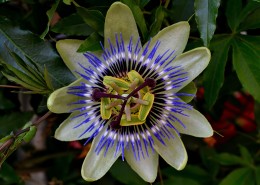 蓝色的西番莲图片