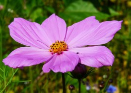 新品种太空花图片