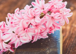 粉红色的风信子图片