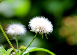 毛绒绒的蒲公英图片