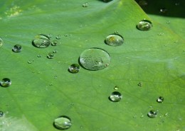 绿叶上的小水珠图片