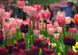 美丽的郁金香花丛图片