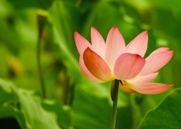 清新淡雅的荷花图片