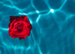 泳池中的玫瑰图片