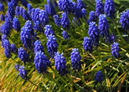 含苞待放的风信子图片