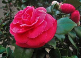 漂亮的红茶花图片