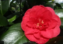 红色的茶花图片