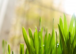 各种形状的绿叶图片