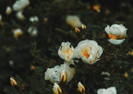 白色的花朵图片