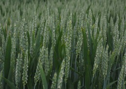 未成熟的小麦图片