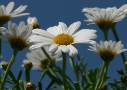 一大片雏菊图片