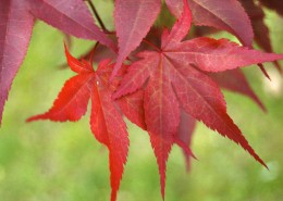 火红的枫叶图片