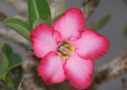 漂亮的红色夹竹桃图片