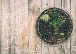 多肉盆栽的图片