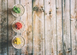 色彩鲜艳的仙人掌盆栽图片