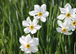 秀丽的水仙花图片