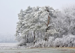 银装素裹的树图片