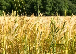 成熟的小麦图片