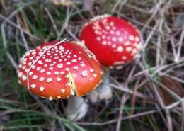 颜色鲜艳的毒蘑菇图片