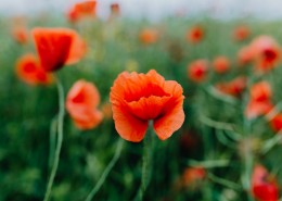 一片鲜红的罂粟花图片