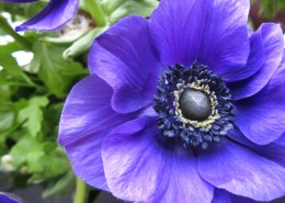 秀美的银莲花图片大全