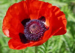 鲜红的罂粟花图片