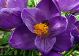 紫色的藏红花图片