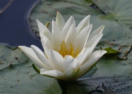 洁白的睡莲图片