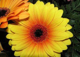 多种颜色的非洲菊图片