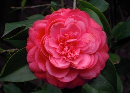 不同颜色的茶花图片