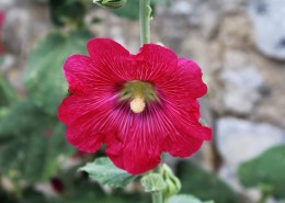 多彩的蜀葵图片