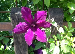 大花铁线莲图片