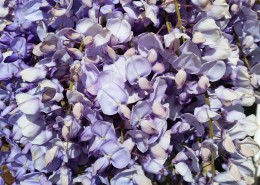 清新的紫藤花图片大全