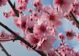 热闹开放的梅花图片大全