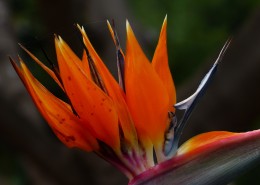 漂亮的天堂鸟花图片