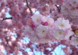 淡雅的梅花图片大全