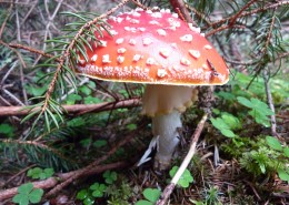 生长在地上的一只红色毒蘑菇图片