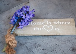 优雅的一支风信子图片