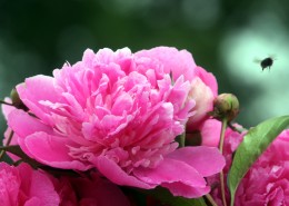 颜色艳丽的牡丹花图片大全