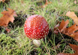 红色毒蝇伞毒蘑菇图片