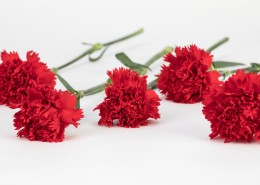 热情似火的红色康乃馨图片