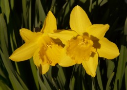 黄色水仙花图片大全