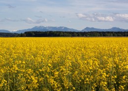 一片金黄色的油菜花田图片