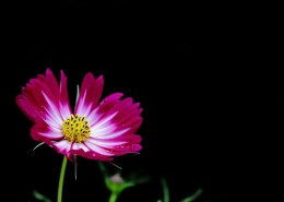 淡雅的格桑花图片大全