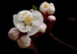 山杏花图片大全